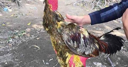 Kinh nghiệm vào nghệ và om gà đúng quy trình, kỹ thuật