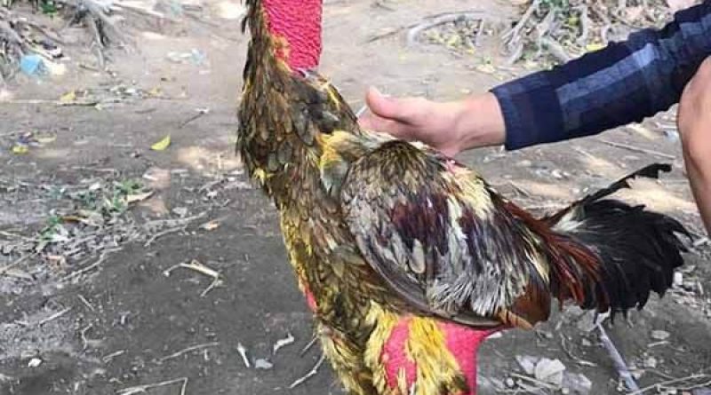 Kinh nghiệm vào nghệ và om gà đúng quy trình, kỹ thuật