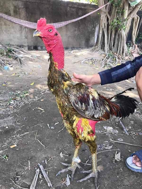 Kinh nghiệm vào nghệ và om gà theo đúng quy trình
