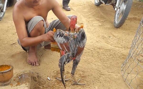 Kinh nghiệm vào nghệ và om gà được hiểu như thế nào?