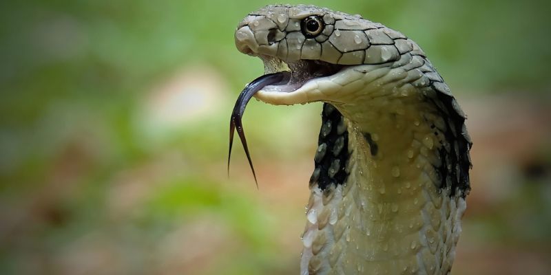 Mơ thấy rắn xanh, rắn lạ điềm báo cho bạn dễ bị người khác hại