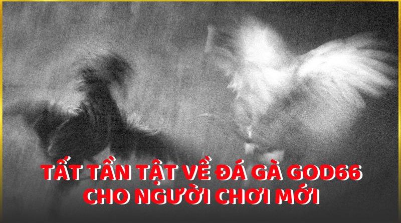 Tất tần tật về đá gà God66 cho người chơi mới