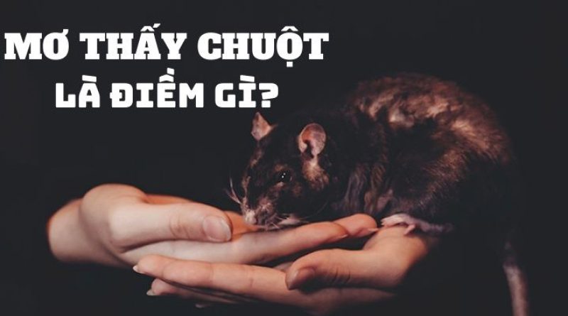 Mơ thấy chuột – Giải mã giấc điềm báo và con số may mắn