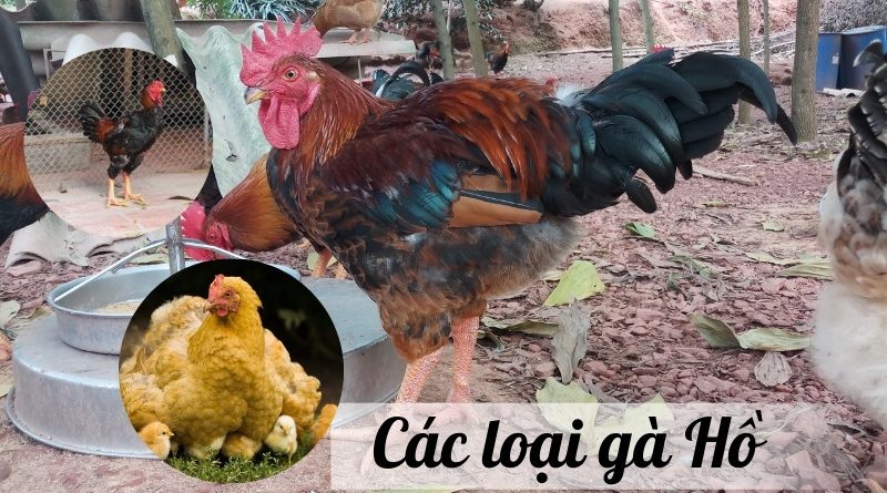 Chọn giống gà Hồ – Giá trị kinh tế và cách tăng cường lợi nhuận 